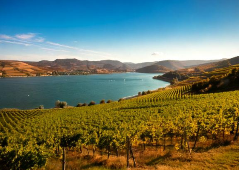 Découvrez le lac de Neuffons : Profitez d’une journée de pêche en famille au cœur de l’Entre-deux-Mers, avec l’Hôtel ATENA Créon comme point de départ idéal.
