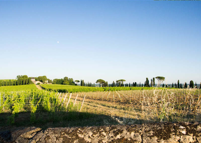 Vignobles de l’Entre-Deux-Mers – Découvrez les paysages autour de l’Hôtel ATENA Créon