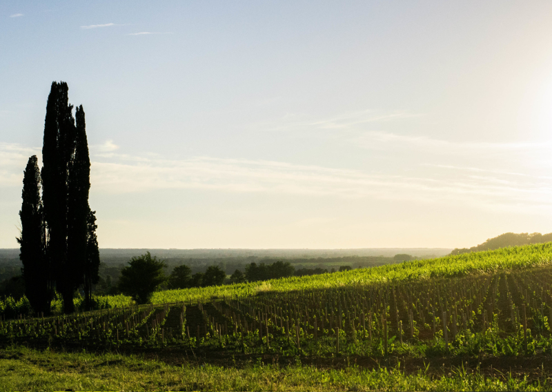Vignobles de l’Entre-Deux-Mers – Paysages viticoles à découvrir depuis Créon