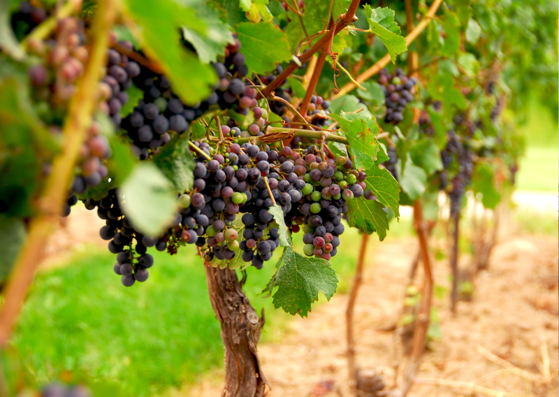 Découvrez et dégustez les vins du Médoc