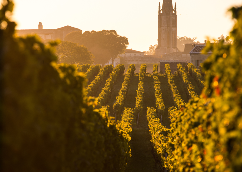 Le vignoble bordelais réputé dans le monde entier