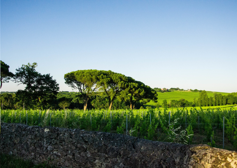 Vignes de l’Entre-Deux-Mers – Découverte du patrimoine viticole autour de Créon, en Nouvelle-Aquitaine.