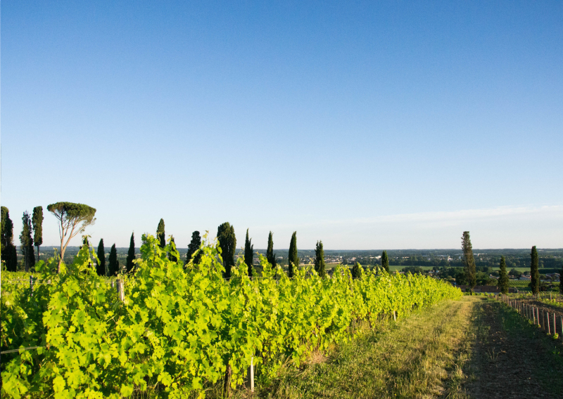 Paysage viticole de l’Entre-Deux-Mers – Séjour nature et vignobles autour de Créon, près de Bordeaux.